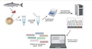 Buscan implementar plataforma genética para identificar a Piscirickettsia salmonis