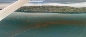 Revelan resultados inéditos sobre FANs en fiordos de la Patagonia