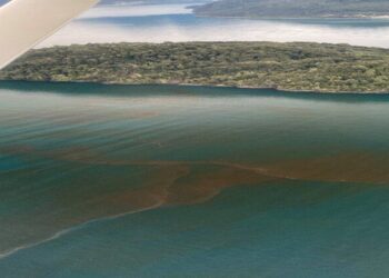 Revelan resultados inéditos sobre FANs en fiordos de la Patagonia