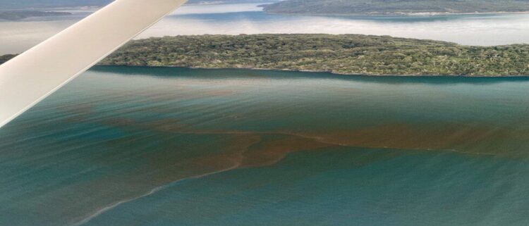 Revelan resultados inéditos sobre FANs en fiordos de la Patagonia
