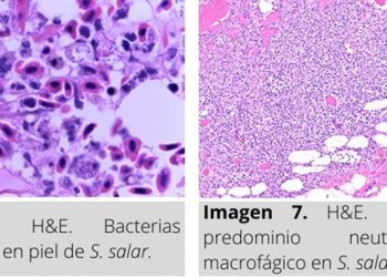 Ficha Técnica: Descubre los hallazgos de Piscirickettsiosis en salmónidos (SRS)