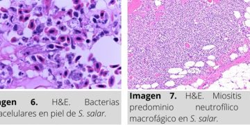 Ficha Técnica: Descubre los hallazgos de Piscirickettsiosis en salmónidos (SRS)