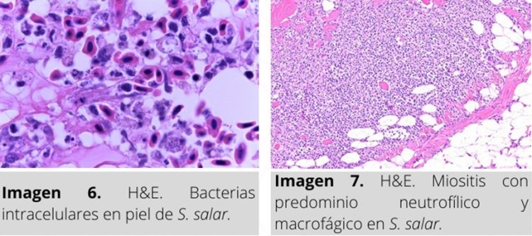 Ficha Técnica: Descubre los hallazgos de Piscirickettsiosis en salmónidos (SRS)