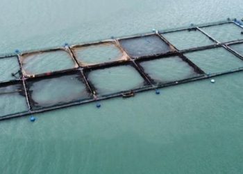 Corte Suprema acoge recursos de casación interpuesto por Sernapesca de Aysén