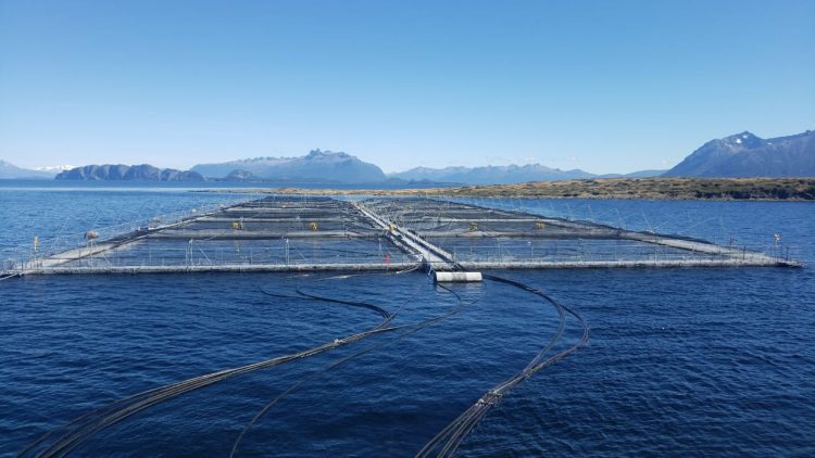 Suspenden quiebra de Nova Austral