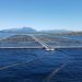 Suspenden quiebra de Nova Austral