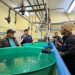 Acuicultores se interiorizan en tecnología para producir semillas de ostión