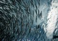 Skretting se unió a Finance Earth, WWF y Cargill en esta iniciativa pionera en Chile. Créditos Skretting.