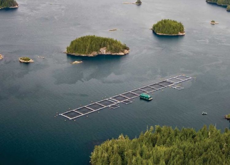 Como visión miope catalogan restricción en producción de salmones