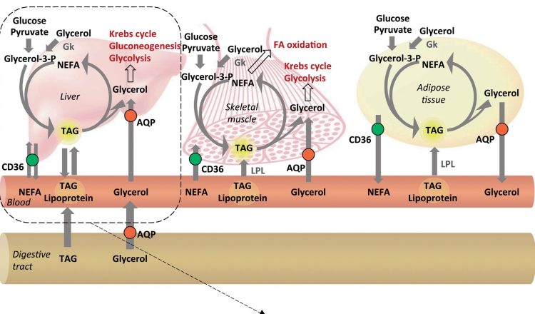 Digestión y metabolismo del glicerol en el hígado, el músculo y el tejido adiposo. Créditos estudio.