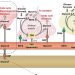 Digestión y metabolismo del glicerol en el hígado, el músculo y el tejido adiposo. Créditos estudio.