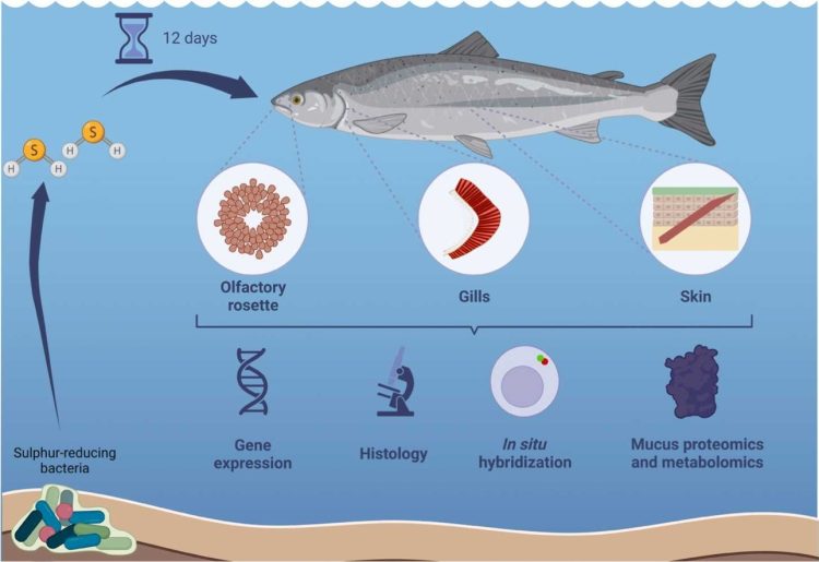 Gráfica del experimento. Créditos estudio.