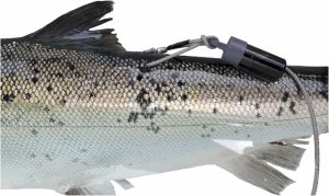 Lesiones de pesca recreativa afectan supervivencia del salmón coho