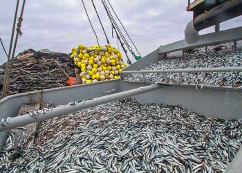 Produce informó el crecimiento del sector pesquero en Perú. Créditos Produce.