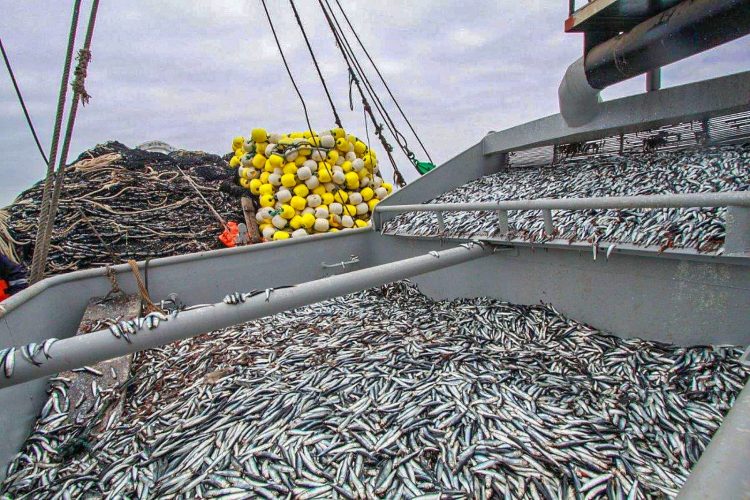 Produce informó el crecimiento del sector pesquero en Perú. Créditos Produce.