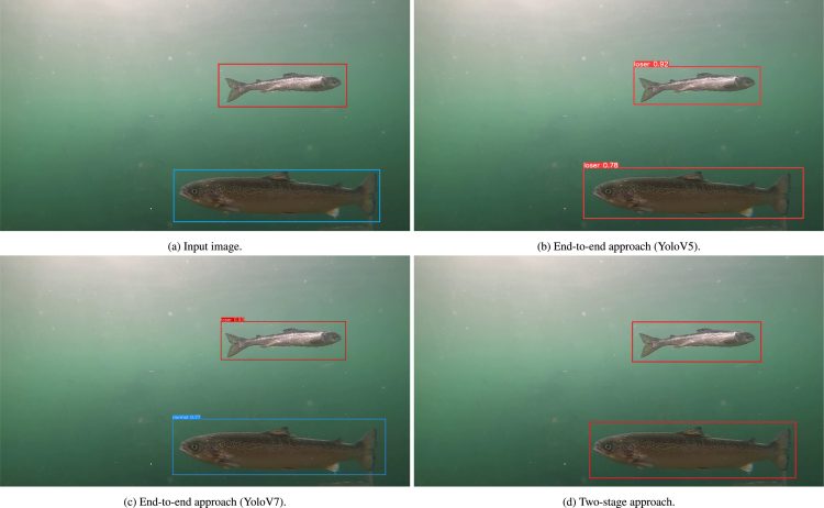 Se recopilaron un total de 257 imagenes de peces sanos y con retraso de crecimiento. Créditos estudio.