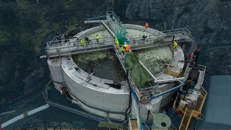 Innovadora solución de rosca vertical para el movimiento de peces