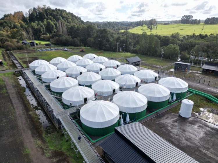 Blumar informa logros de la piscicultura de Puyehue