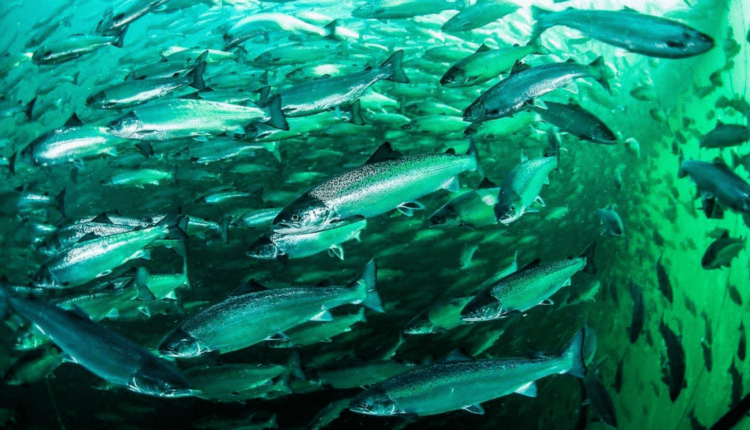SalmoTrace ofrece soluciones en detección de escape de peces.