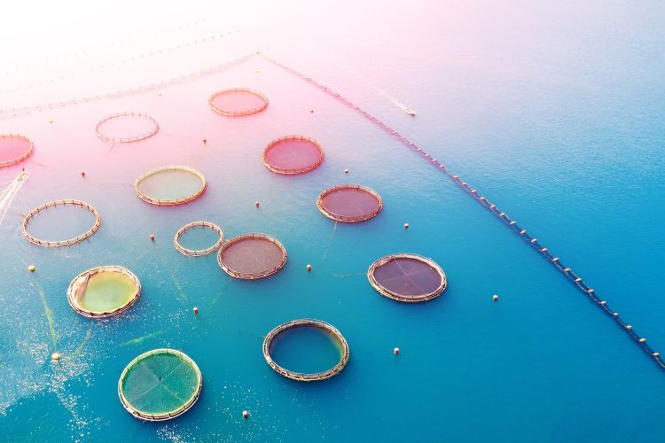 Wittaya Aqua emplea inteligencia artificial para potenciar la producción sostenible