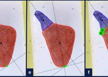 Automatización e inteligencia artificial para evaluación de variaciones morfológicas cardiacas del salmón del Atlántico. Créditos estudio.