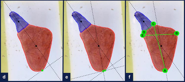 Automatización e inteligencia artificial para evaluación de variaciones morfológicas cardiacas del salmón del Atlántico. Créditos estudio.
