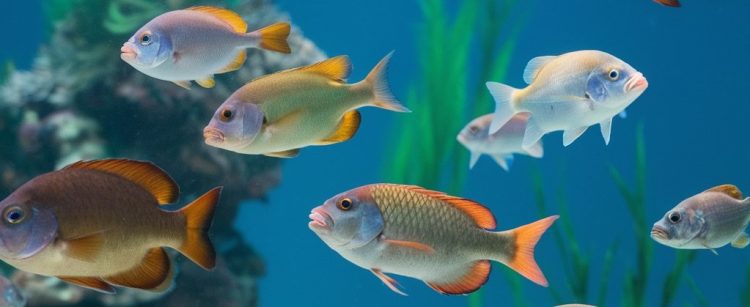 Legislación y Bienestar de los Peces