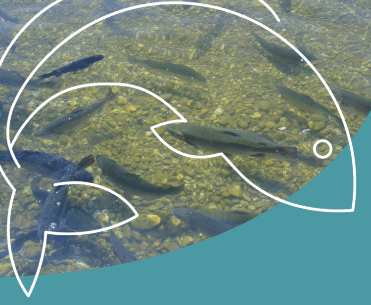 Unión Europea lanza nevo "Código de Buenas Prácticas para el Bienestar de los Peces"