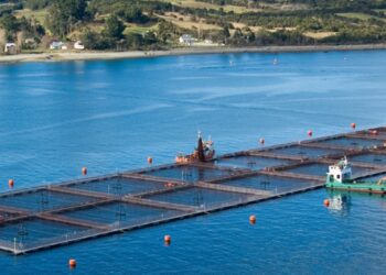 Aumenta mortalidad del salmón del Atlántico en un 14% en el primer semestre 2024
