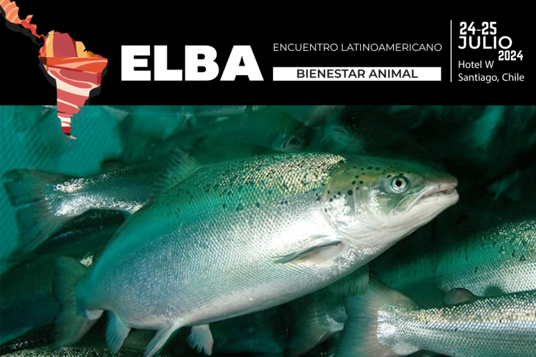 ELBA 2024.