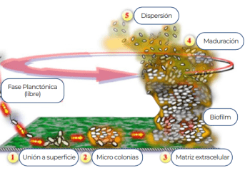 Esquema de formación del Biofilm. Créditos Centro Incar.