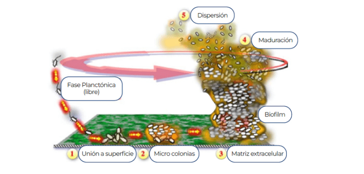 Investigadores enfatizan en la relevancia del Biofilm en la salmonicultura