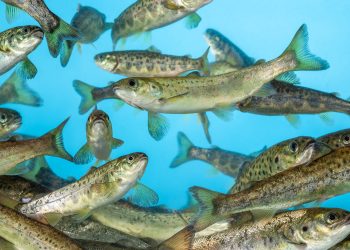 Agrovet reactiva en Chile comercialización de “AquaLife-Formalina”® de Syndel