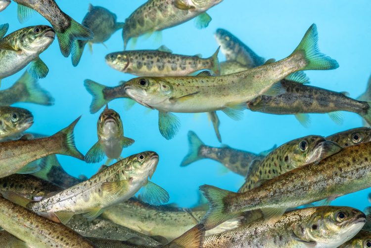Agrovet reactiva en Chile comercialización de “AquaLife-Formalina”® de Syndel