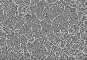 Investigadores chilenos descubren nueva especie del género Flavobacterium