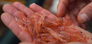 Estudio de Aker BioMarine destaca prácticas innovadoras en pesquería sostenible