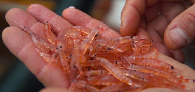 Un ejemplo real de la pesquería de krill de Aker BioMarine. Créditos QRILL AQUA.