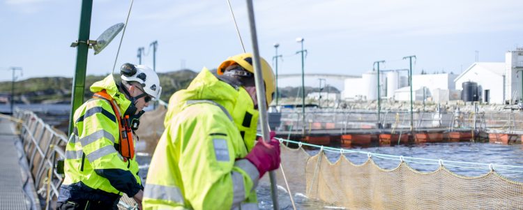Lerøy Seafood se compromete con la investigación y mitigación de escapes de peces en Noruega