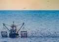 Informe FAO, advierte que la biomasa de peces se enfrenta a fuertes caídas a finales de siglo