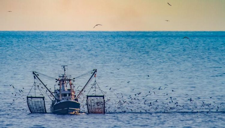 Informe FAO, advierte que la biomasa de peces se enfrenta a fuertes caídas a finales de siglo