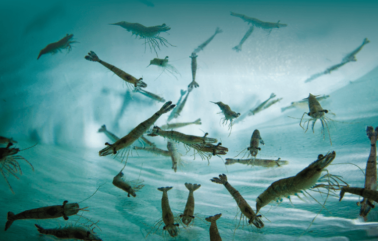 ShrimpID: Innovadora herramienta genética para cultivo de camarones