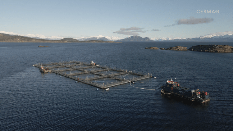 Cermaq Chile: Primera salmonera certificada en bienestar animal en toda su cadena de valor