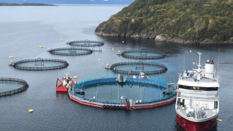 Cermaq informa un positivo trimestre y anuncia inversiones estratégicas
