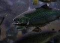 Innovación terrestre: Desde almejas desnudas hasta fitness para peces