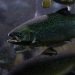 Innovación terrestre: Desde almejas desnudas hasta fitness para peces