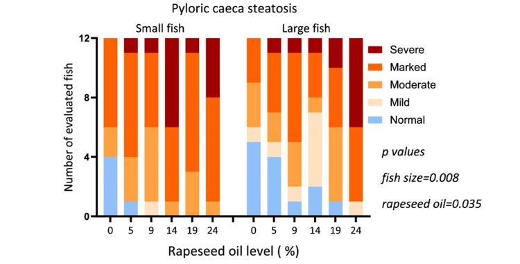 Distribución de los puntajes histológicos de esteatosis enterocítica del tejido de los ciegos pilóricos entre los grupos de tratamiento. Créditos estudio.
