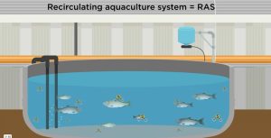 Sulfuro de hidrógeno en RAS: Descubren clave para mejorar bienestar de peces
