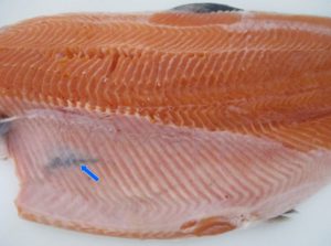 Melanosis en el salmón: la ciencia desafía el mito del manejo y apunta a procesos internos del pez