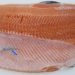 Pathovet firma alianza con NMBU para investigar melanosis en salmones