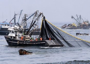 Producción de harina de pescado registra un alto crecimiento el 2024